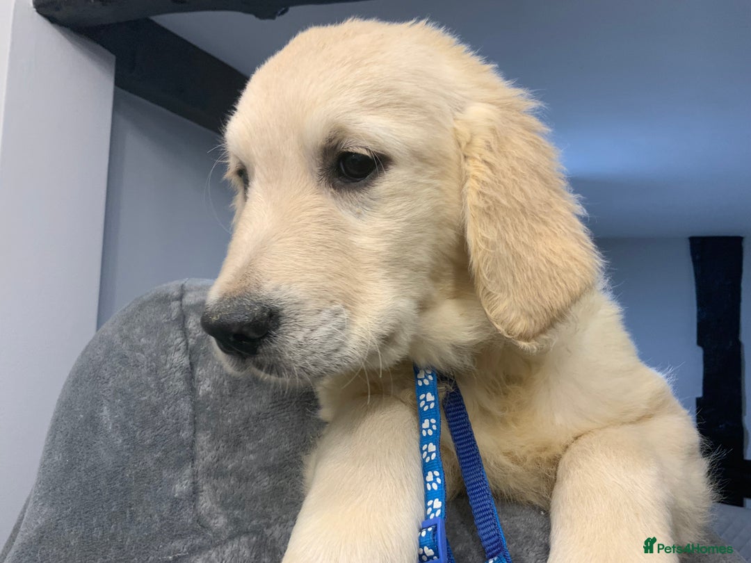 Golden Retriever dogs for sale: Golden Retrievers -Goadream kc  - Advert 13