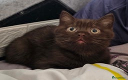 British Shorthair cats for sale: Cookie  - Image 1