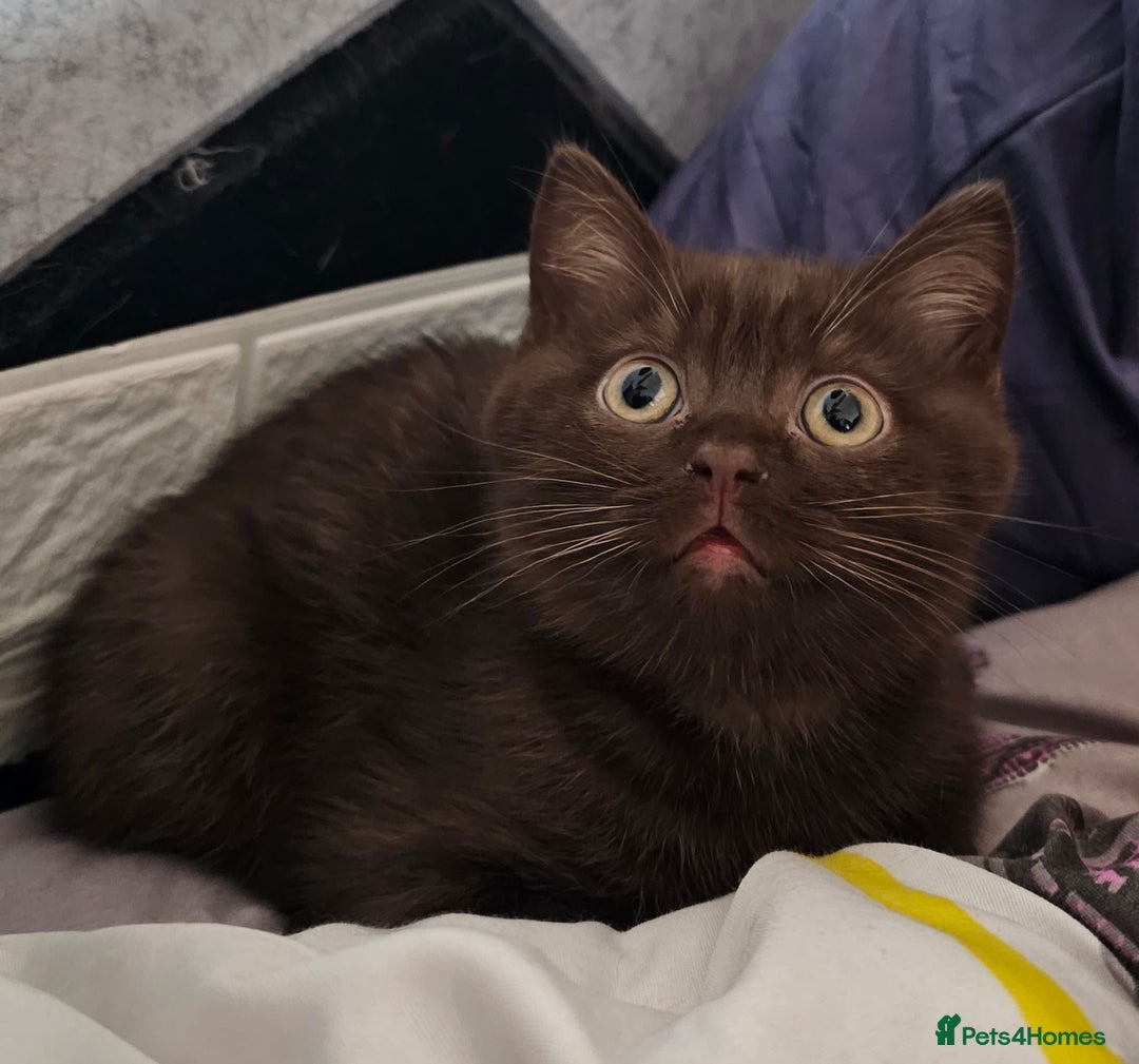 British Shorthair cats for sale: Cookie  - Image 1