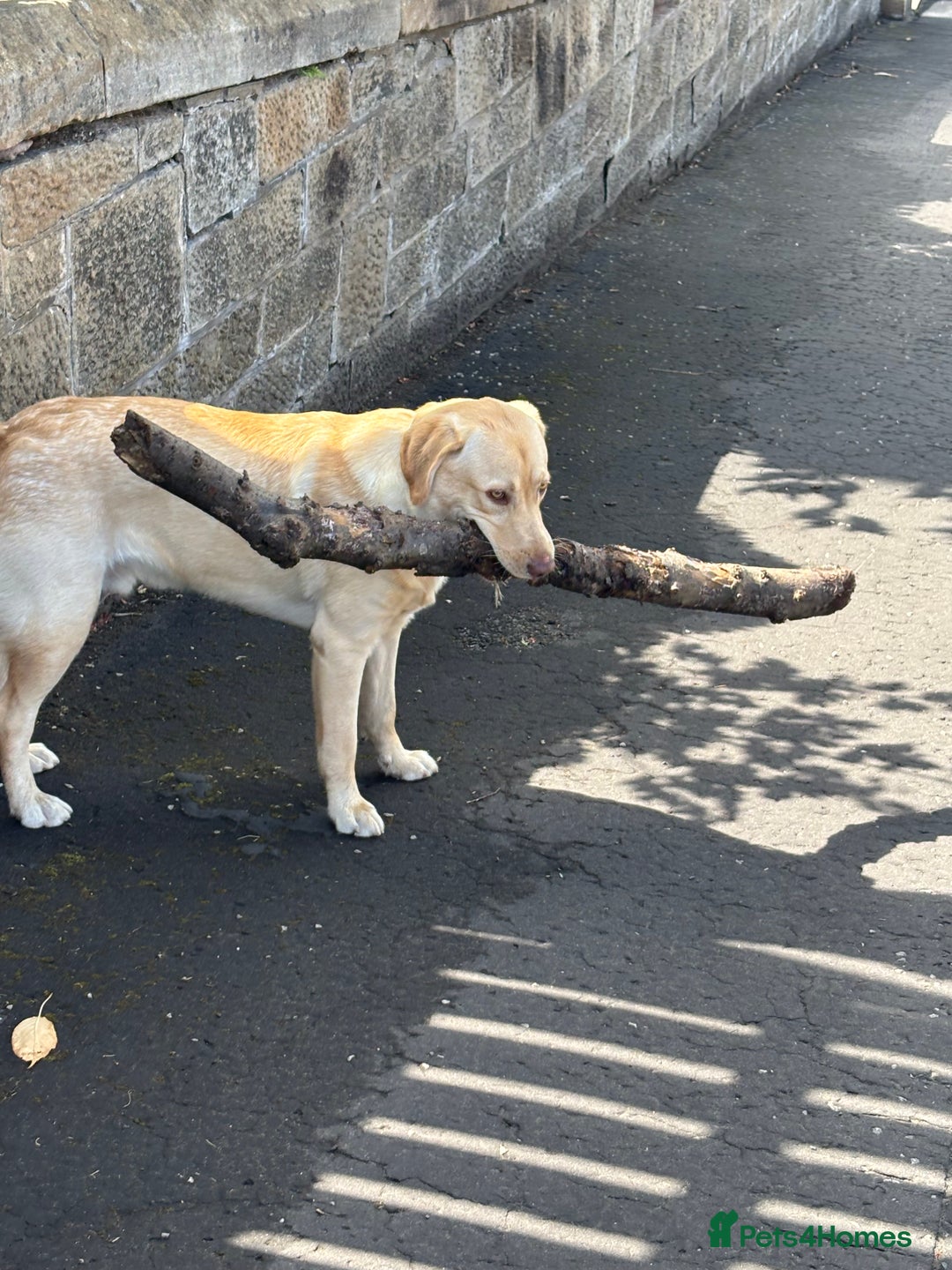 Labrador Retriever dogs for stud: Skippio is ready for stud ♥️ - Image 6