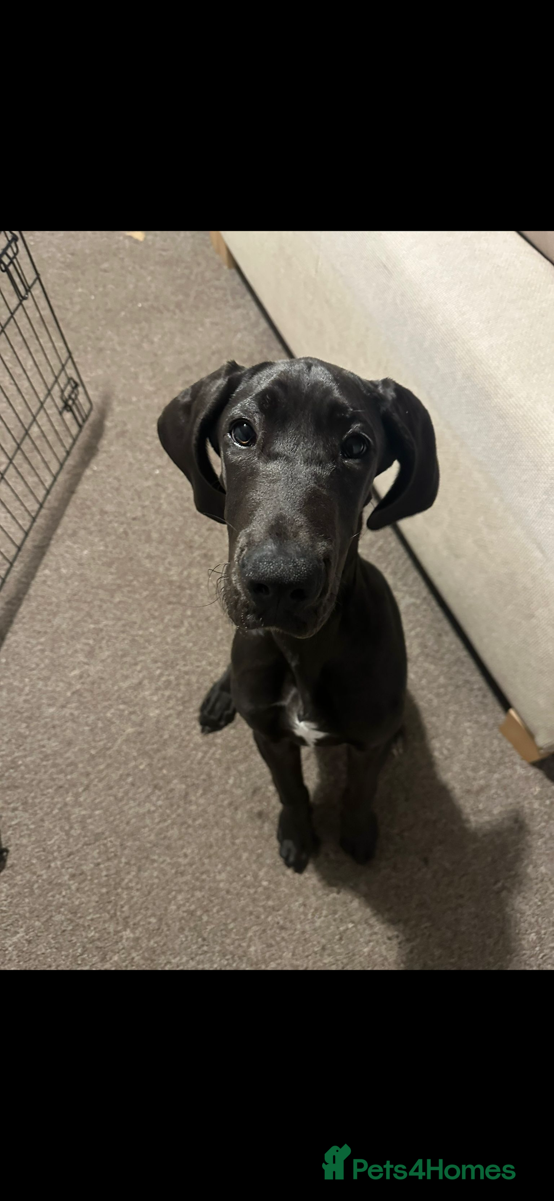 Great Dane dogs for sale: 6 month old Great Dane  - Advert 5