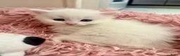 Siberian cats for sale: Four Fluffy kittens - Advert 22
