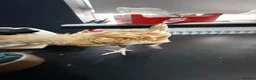 Chickens poultry for sale: Multi coloured mixed breed hybrid chicks  - Advert 28