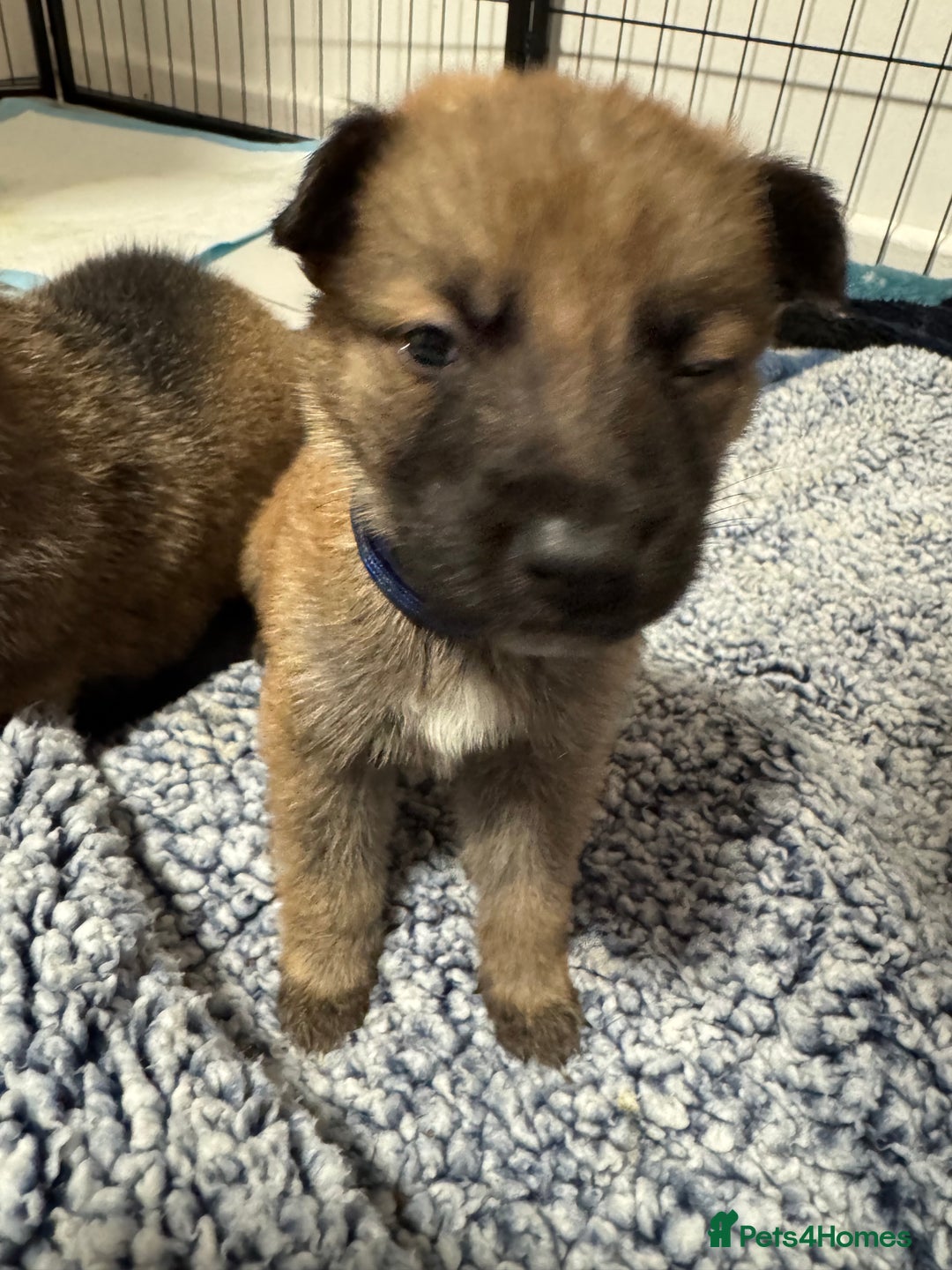 German Shepherd dogs for sale: German Shepherd Puppies  - Image 29
