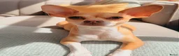 Chihuahua dogs for sale: Beautiful Chihuahua Puppies Raised in Loving Home - Advert 19