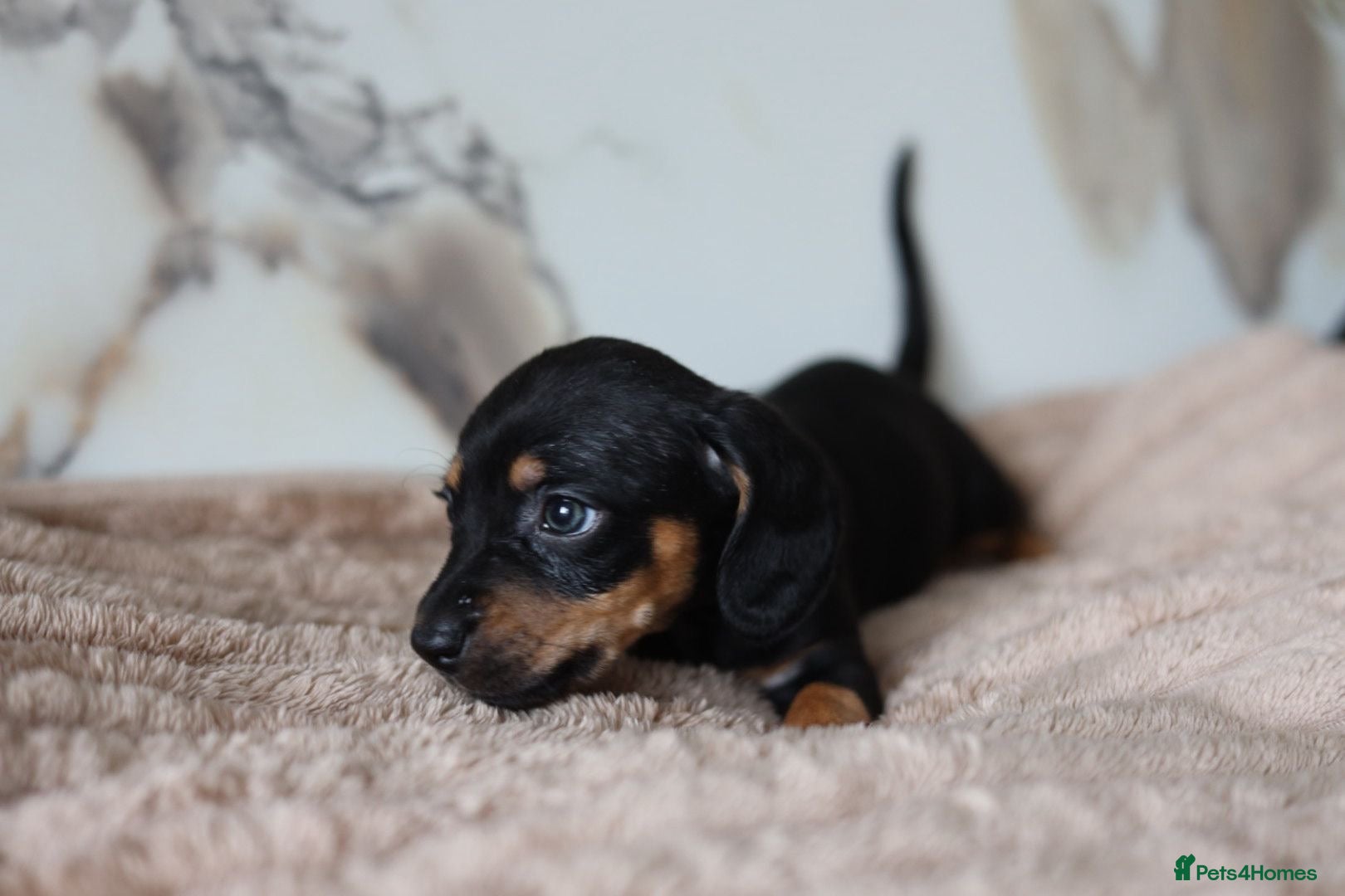 Mixed Breed dogs Cavapoo x Dachshund  - Advert 7