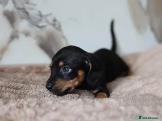 Mixed Breed dogs Cavapoo x Dachshund - Advert 7