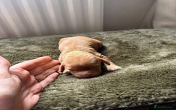 Cocker Spaniel dogs for sale: litter of 6 pedigree cocker spaniel puppies. - Image 8