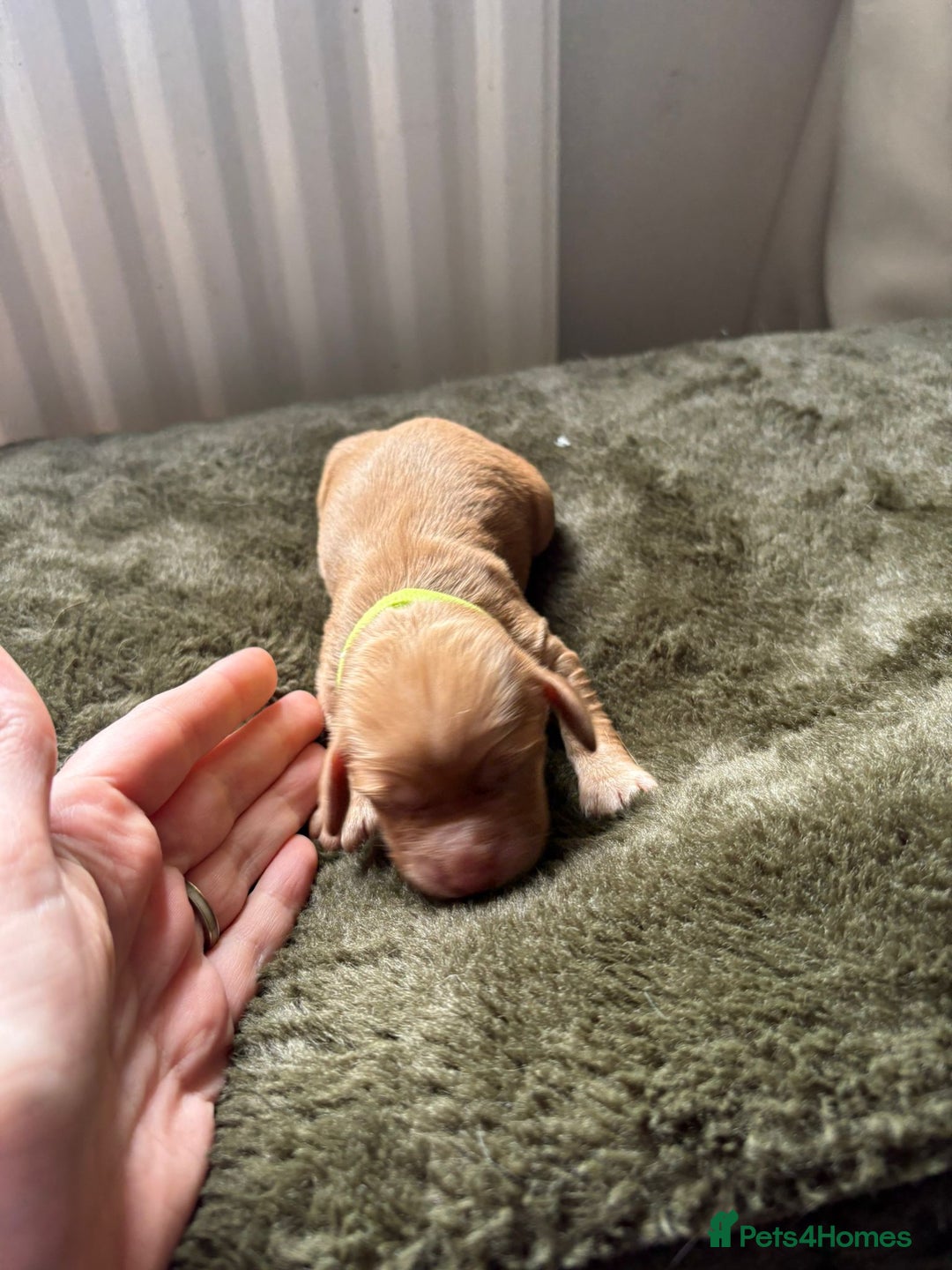 Cocker Spaniel dogs for sale: litter of 6 pedigree cocker spaniel puppies. - Image 8