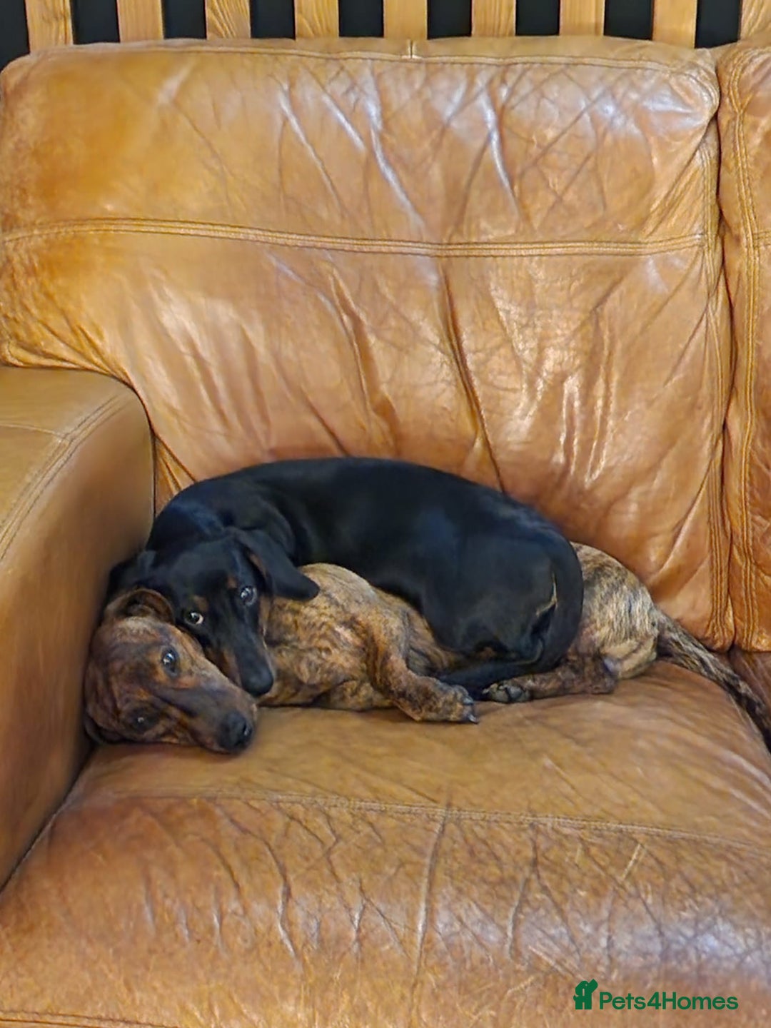 Dachshund dogs for sale: Dachshund Siblings  - Image 3