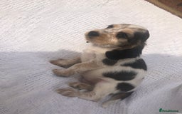Cocker Spaniel dogs for sale: Cocker Spaniel Puppies for sale  - Image 6
