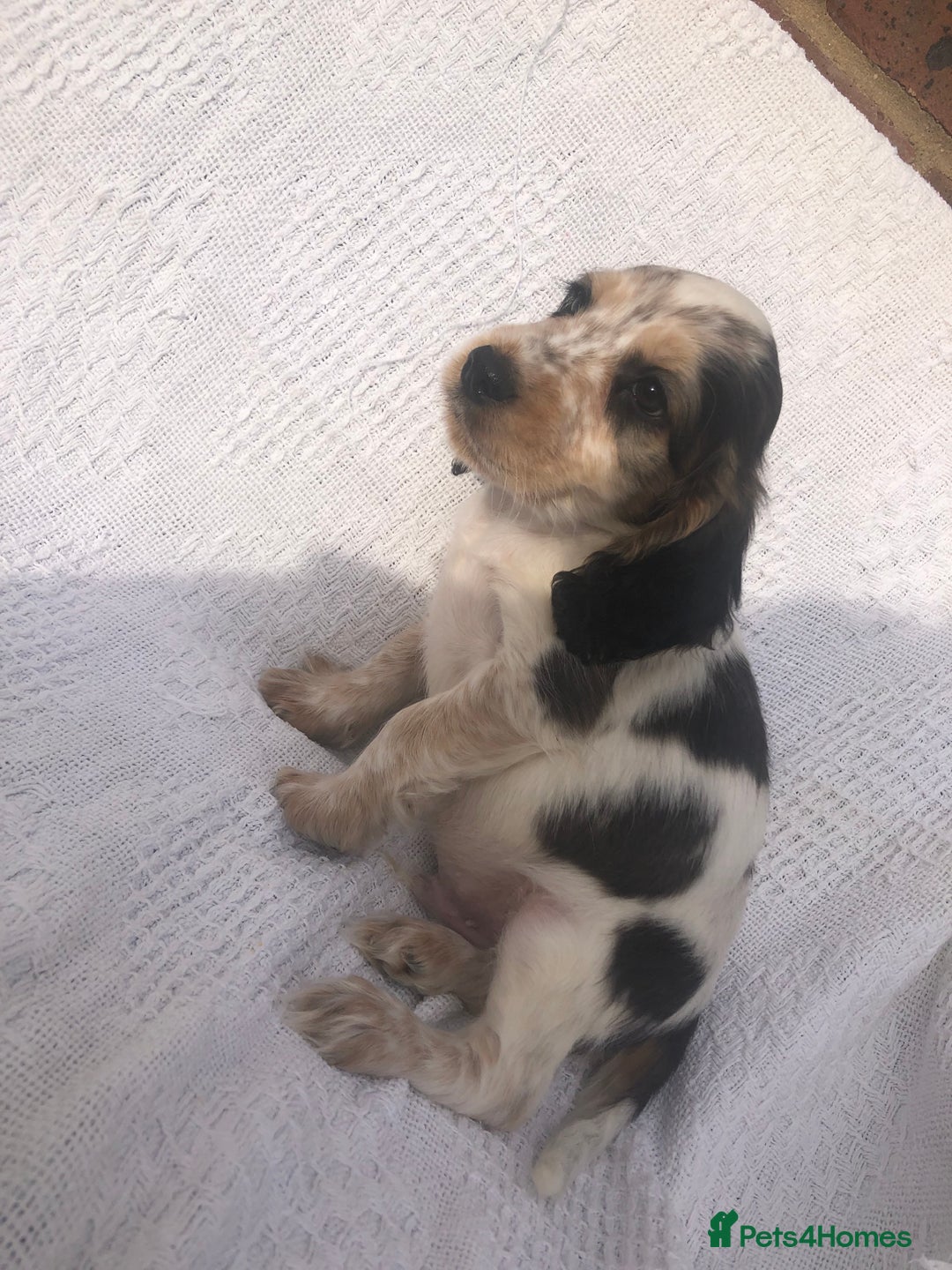 Cocker Spaniel dogs for sale: Cocker Spaniel Puppies for sale  - Image 6