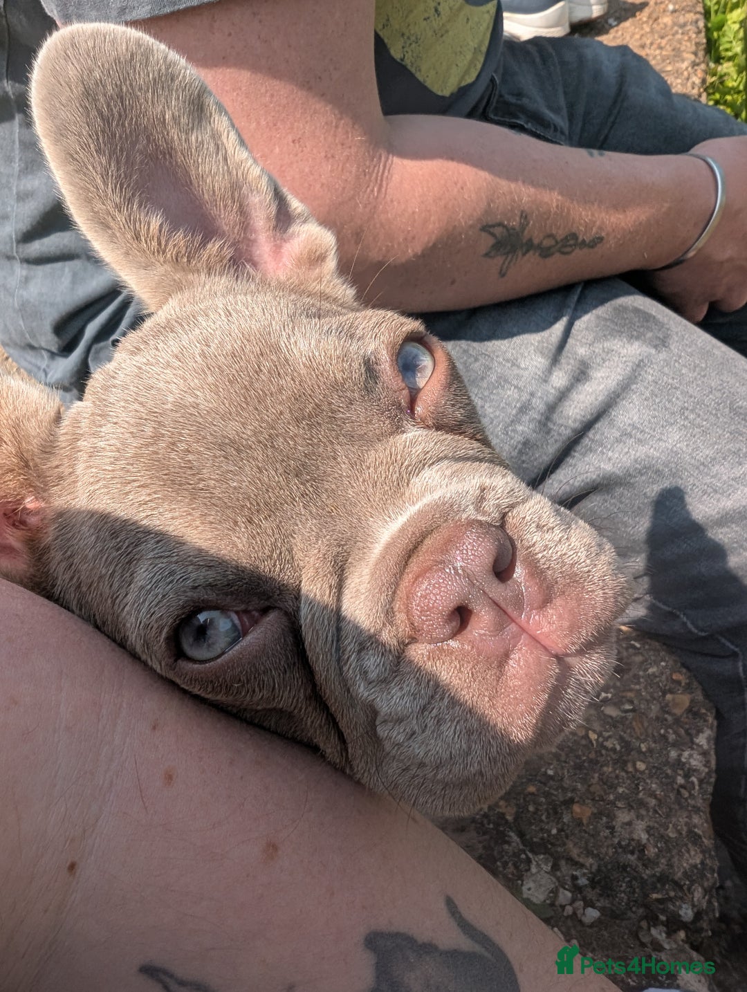 French Bulldog dogs for sale: French bulldog pup - Image 2