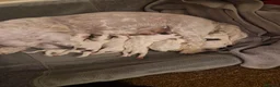 Havanese dogs for sale: Havanese puppy - Advert 27
