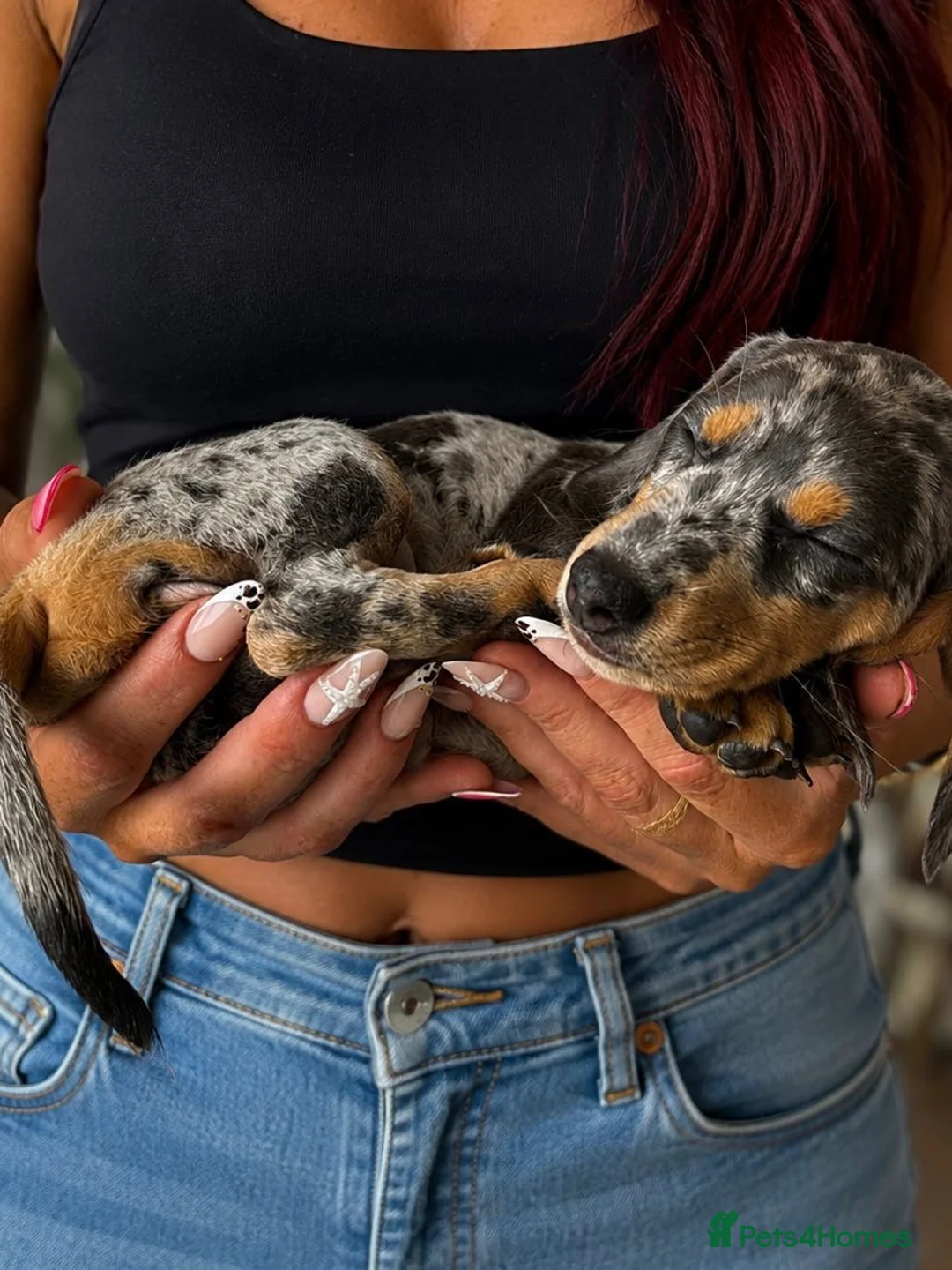 Miniature Dachshund dogs for sale: ⭐️READY NOW⭐️ Miniature Dachshund 9 week olds in Saint Helens - Advert 2