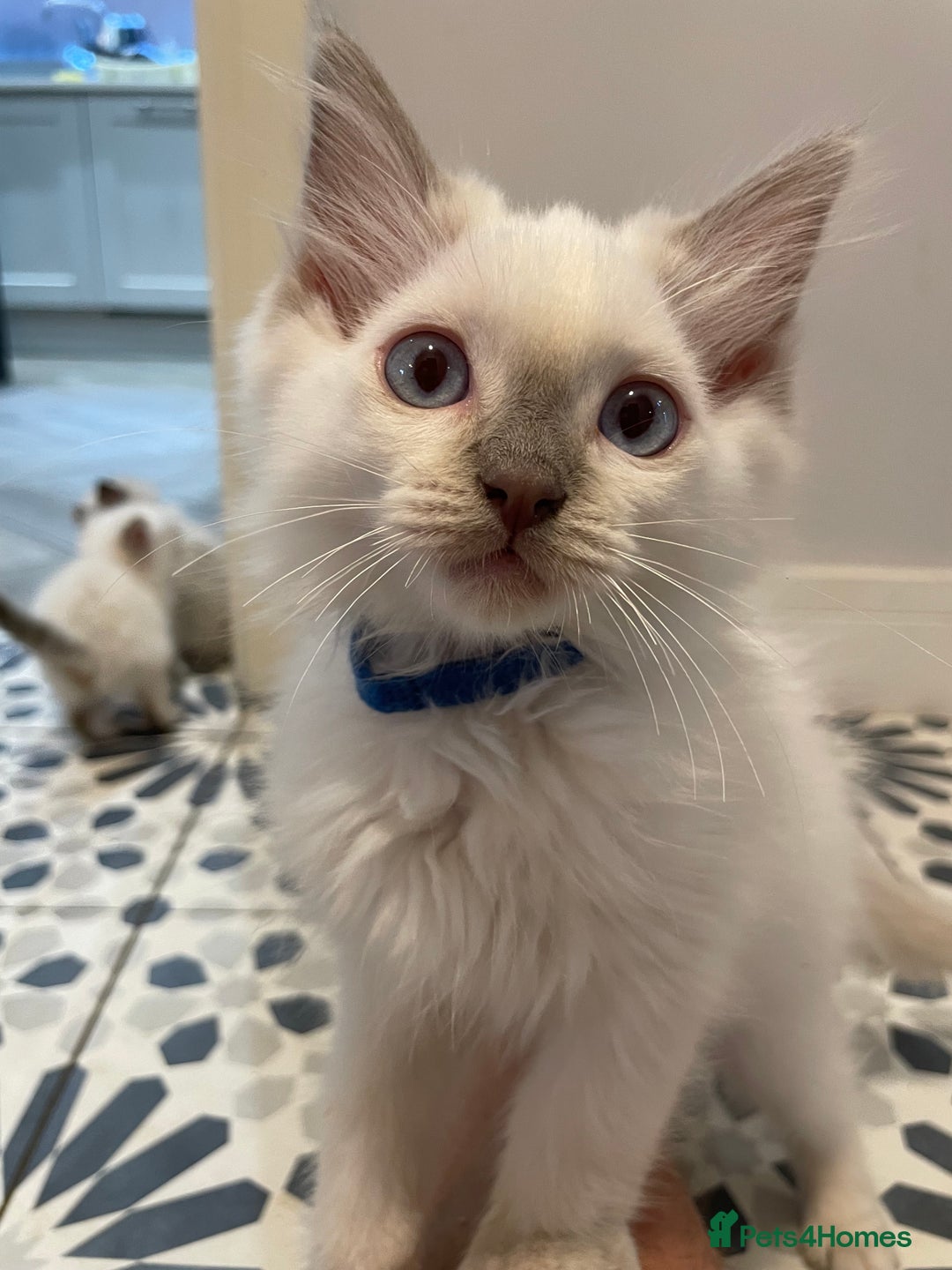 Ragdoll cats for sale: Ragdoll kittens READY NOW 1 BOY 😻  - Image 18