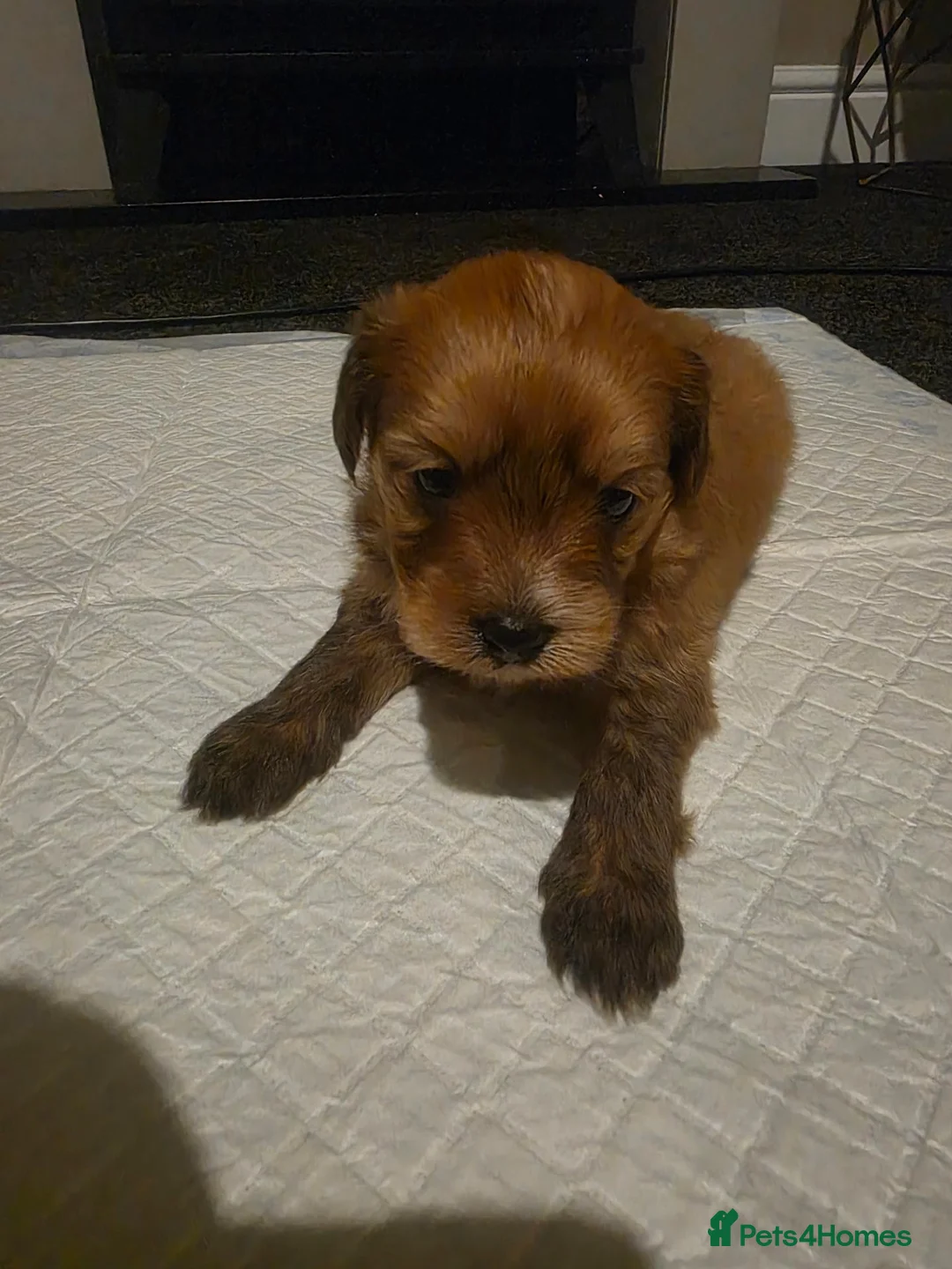 Pomapoo dogs for sale: Pomapoo puppies - Advert 10