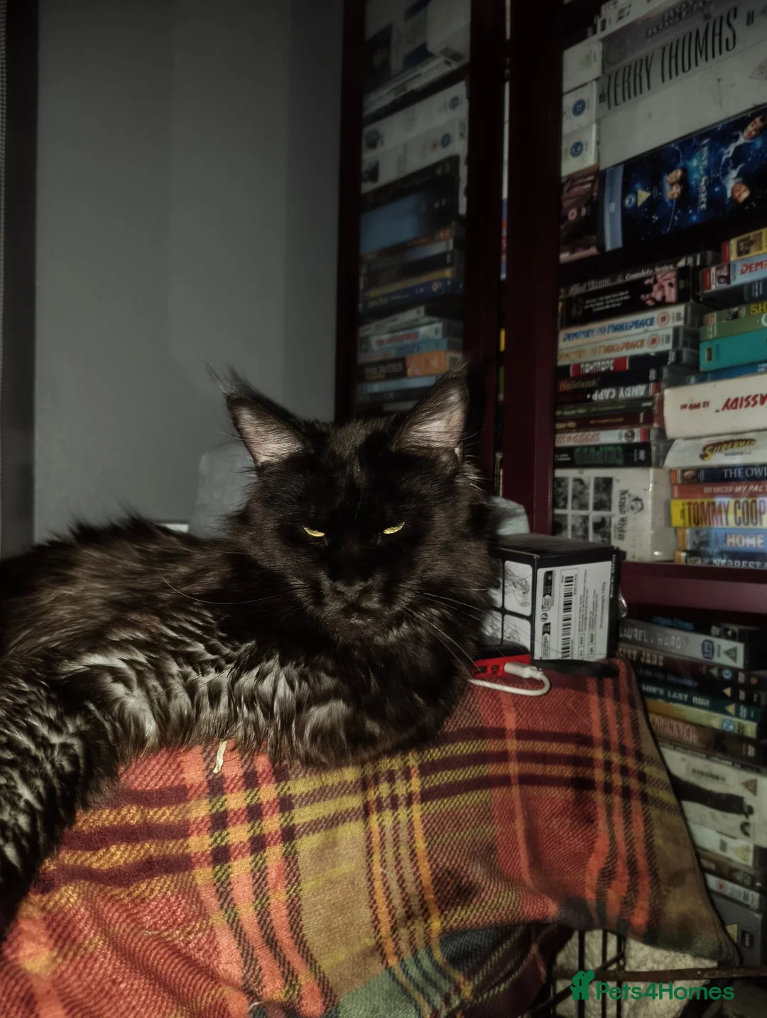 Maine Coon cats for sale: Title For sale 2 active young Tica main coon girls - Advert 2