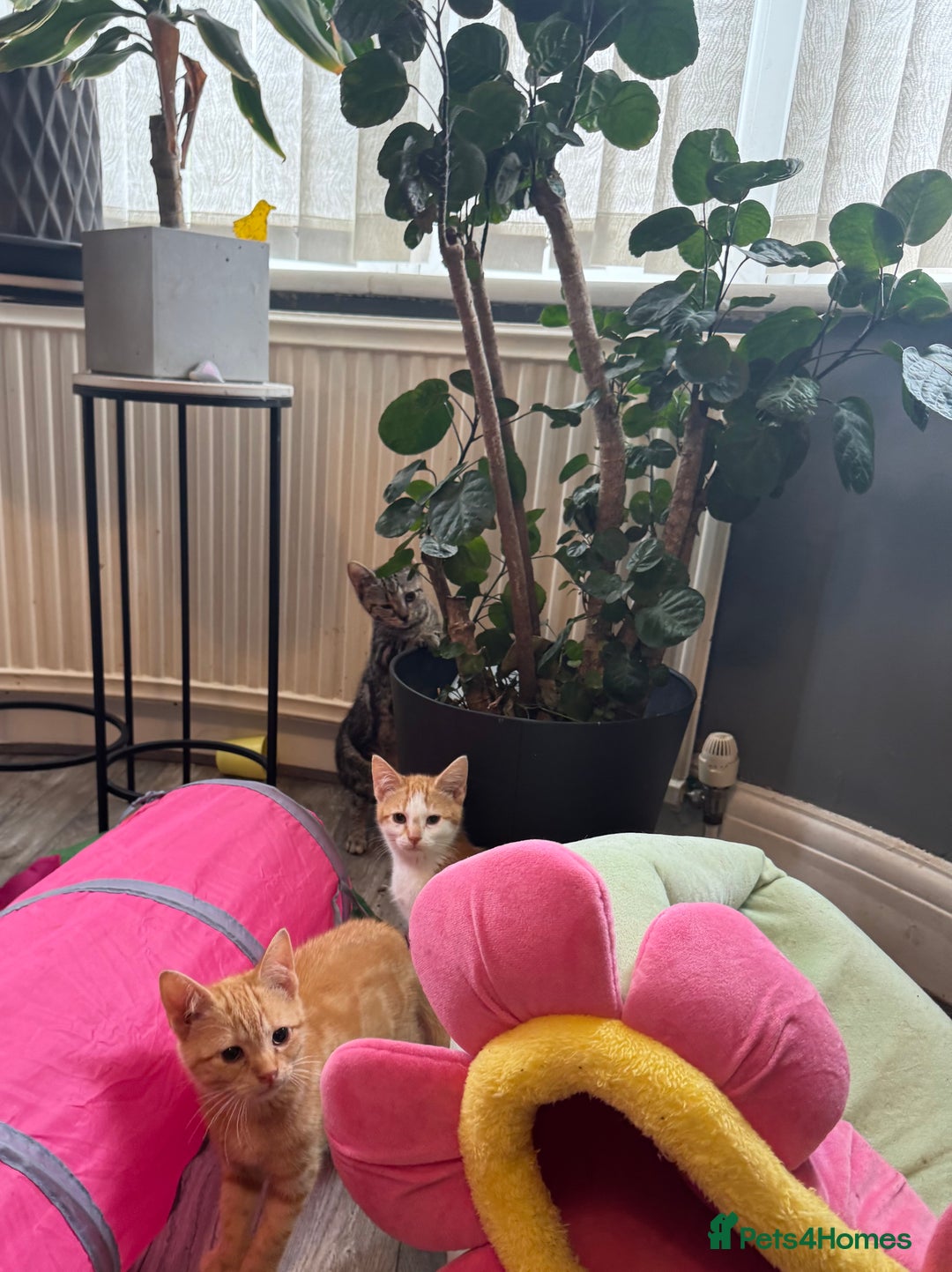 Domestic Shorthair cats for sale: Gorgeous brown tabby girl  - Image 3