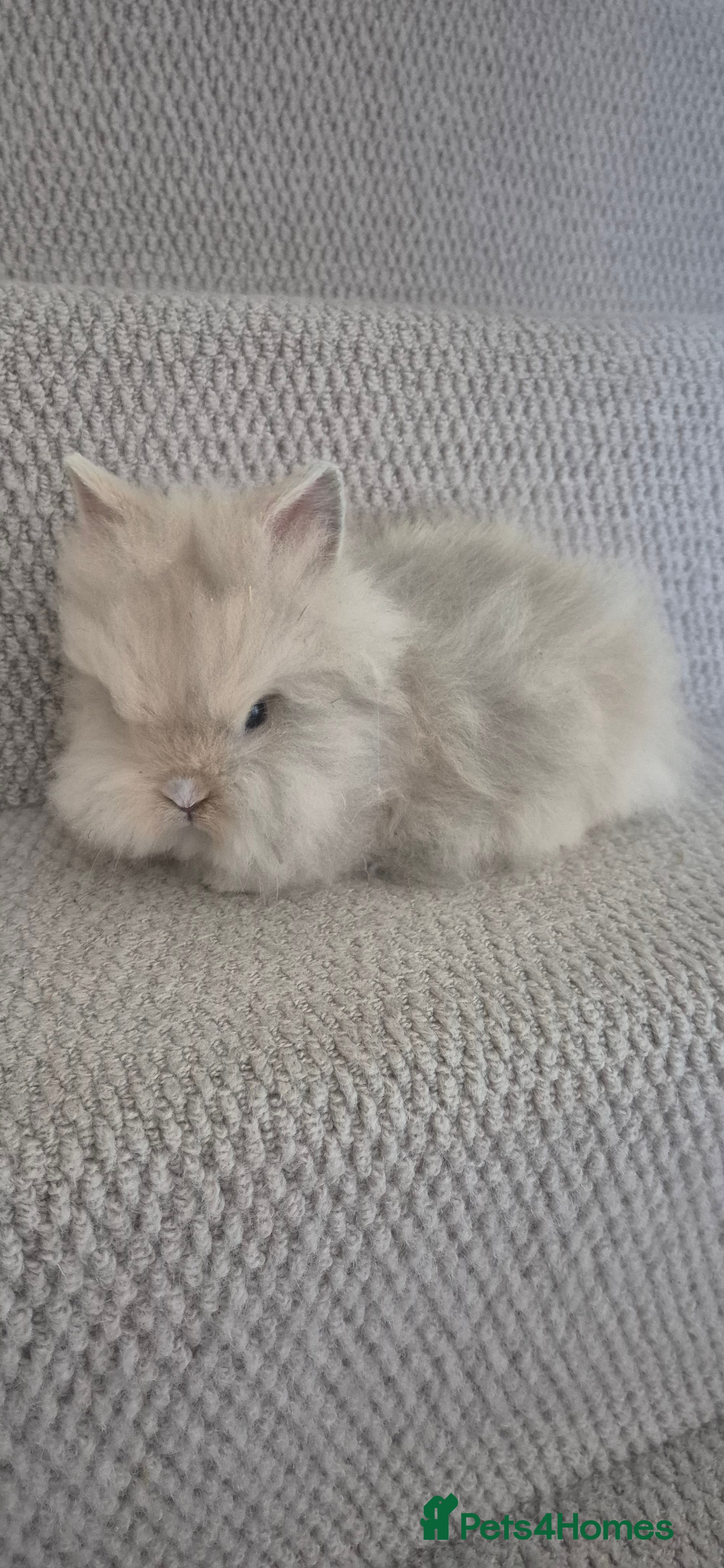 Lionhead rabbits Double Manned Lionhead Dwarf Rabbits - Advert 2