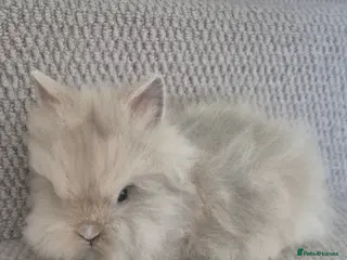 Lionhead rabbits Double Manned Lionhead Dwarf Rabbits - Advert 2