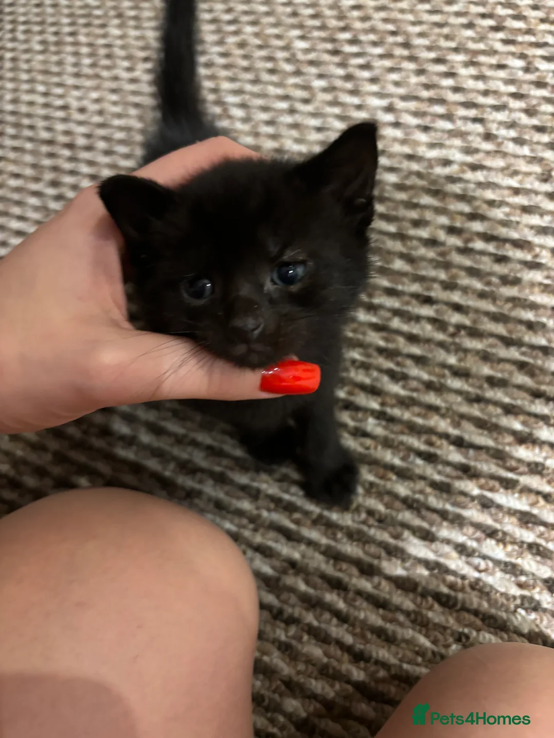Mixed Breed cats for sale: Tuxedo and Bombay  kittens for sale  - Advert 2