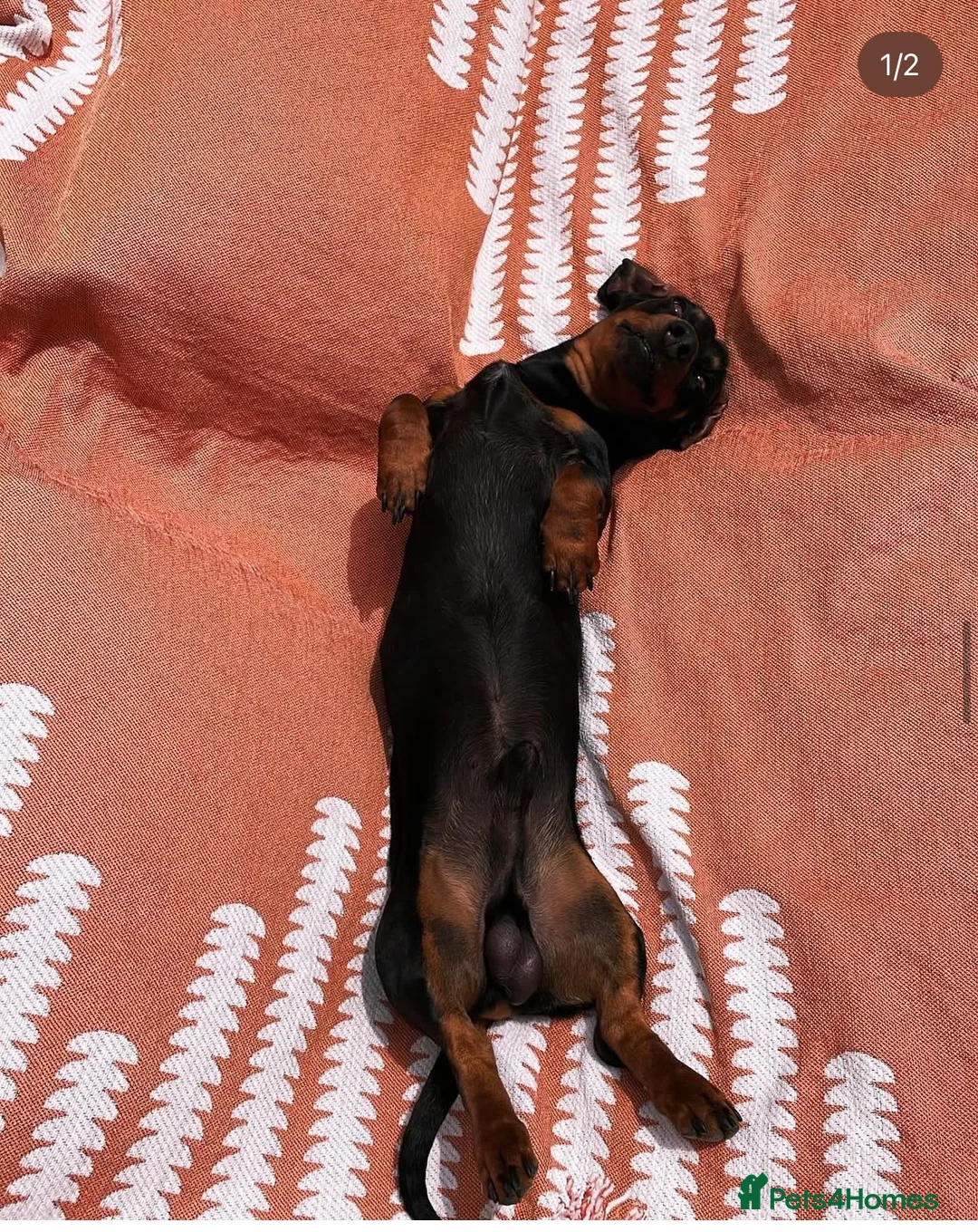 Miniature Dachshund dogs for stud: 🐾 Miniature Dachshund Stud Available 🐾 in Wrexham - Advert 2