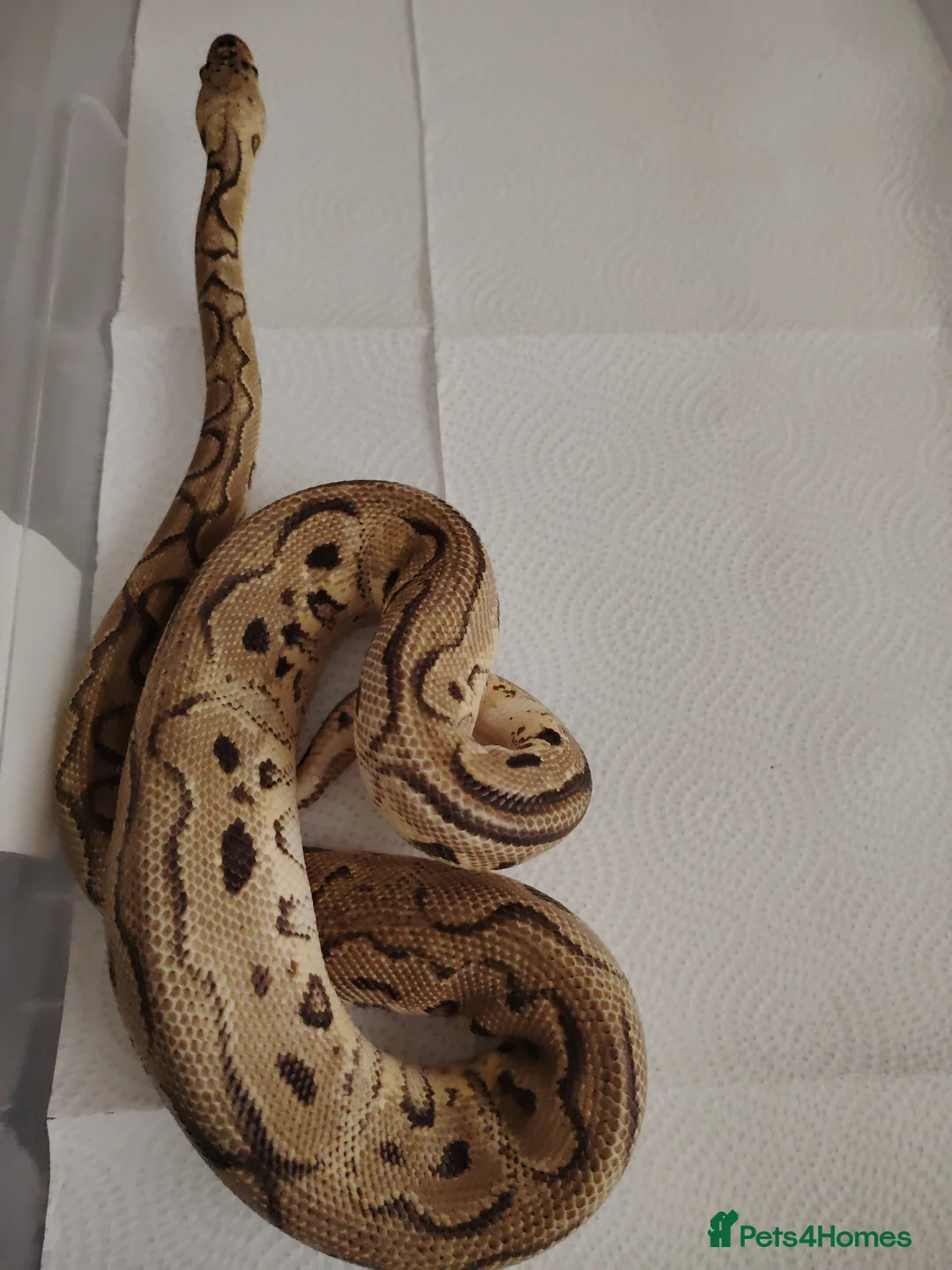 Python Snake reptiles for sale: Beautiful collection of pythons for sale  - Advert 6