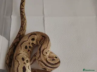 Python Snake reptiles Beautiful collection of pythons for sale - Advert 1