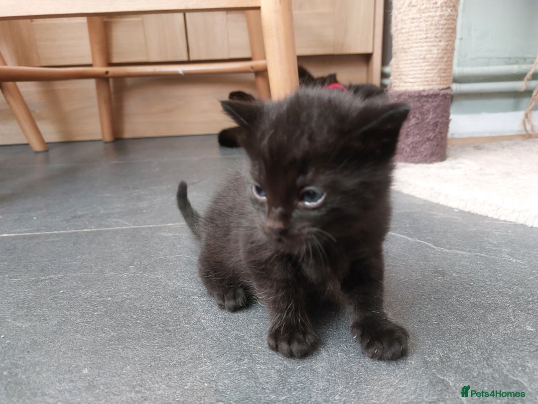 British Shorthair cats for sale: Black Kittens for sale  - Image 6