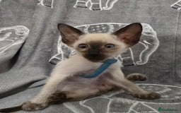 Siamese cats for sale: Gorgeous little cuddle buddies - Image 3