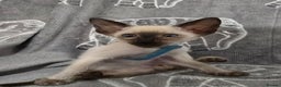 Siamese cats for sale: Gorgeous little cuddle buddies - Advert 3