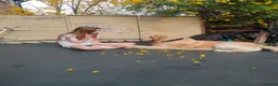 Golden Retriever dogs for sale: Baker - Advert 6