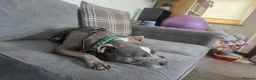Mixed Breed dogs for sale: Lovely bonded older pair - Advert 4