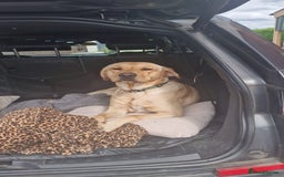 Labrador Retriever dogs for sale: Marley - Image 5