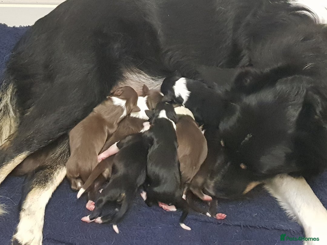 Border Collie dogs for sale: KC Registered Pups - Image 2