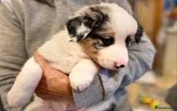 Border Collie dogs for sale: Litter 2 Blue Merles 1 Black and White collie pups - Image 6