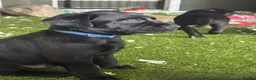 Labrador Retriever dogs for sale: Carefully Planned Labrador Litter in Henley-on-Thames - Advert 19