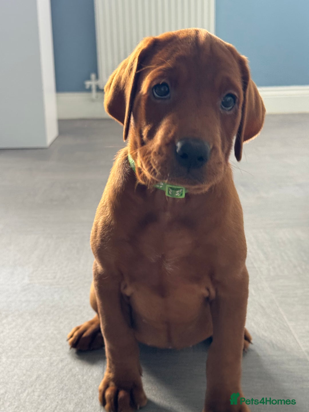 Labrador Retriever dogs for sale: Ready to leave - Exceptional Fox Red Labradors  - Image 5