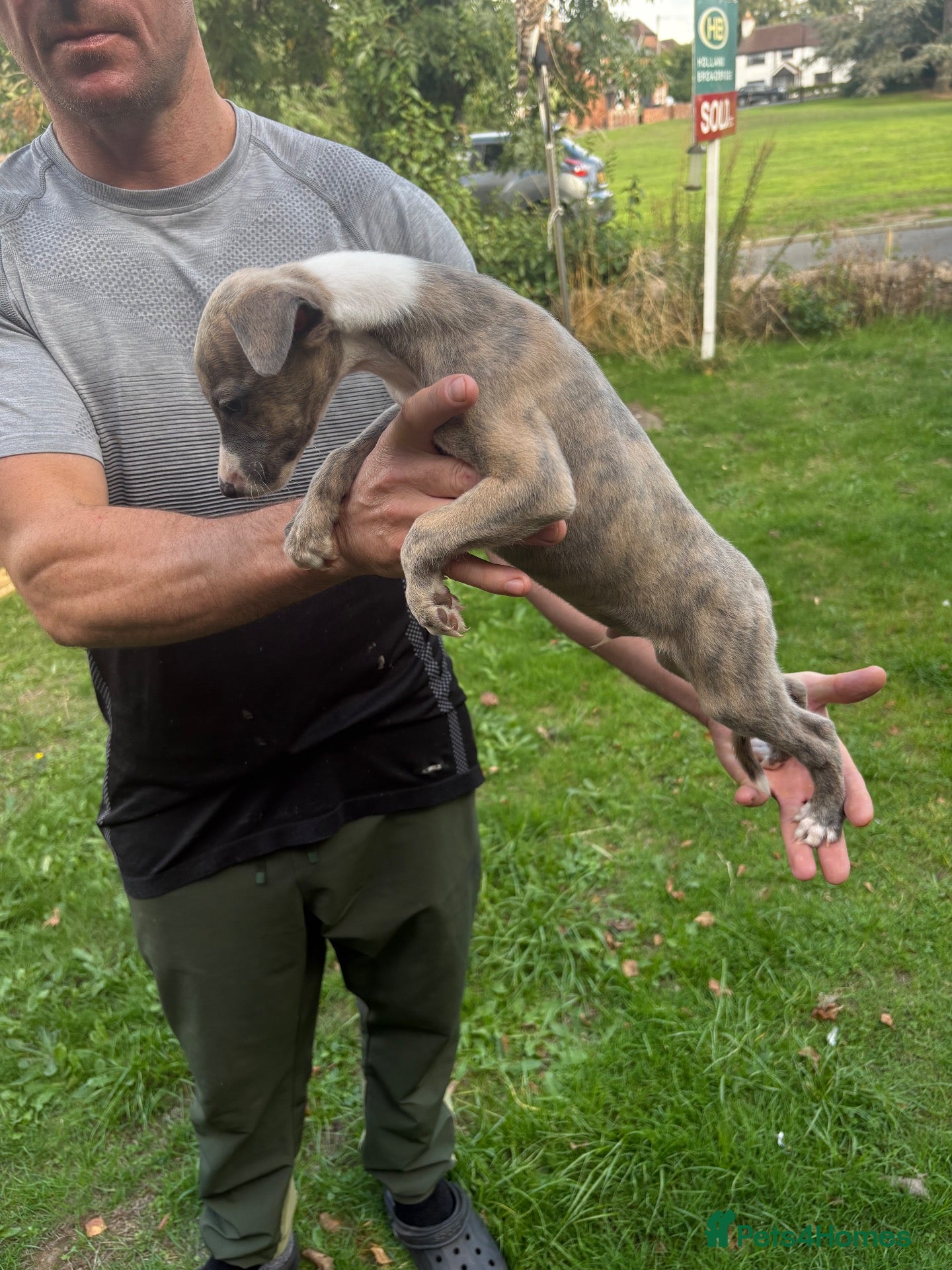 Whippet dogs **2 left ** Exceptional litter of KC whippets - Advert 1