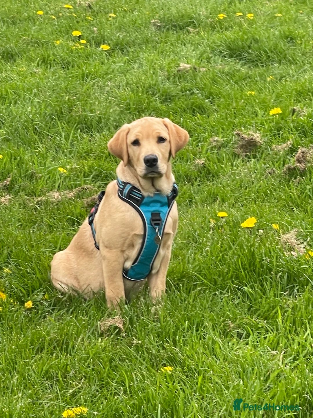 Labrador Retriever dogs for stud: Lucerys Targaryen Lee in Orpington - Advert 5