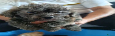 Jackapoo 1