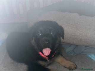 German Shepherd dogs - Advert 5