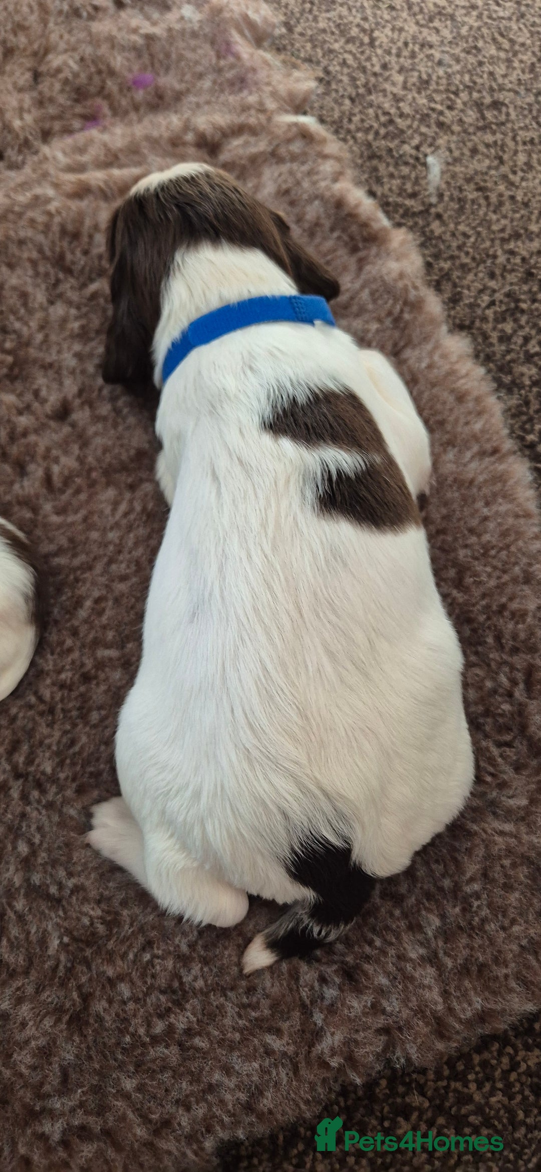English Springer Spaniel dogs for sale: English Springer Spaniel Puppies  - Image 18