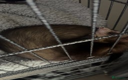 Ferret rodents for sale: Ferret for sale  - Image 2