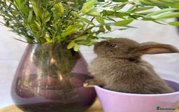 Mini Lop rabbits for sale: Gorgeous Pure Breed Mini Lop - Image 3