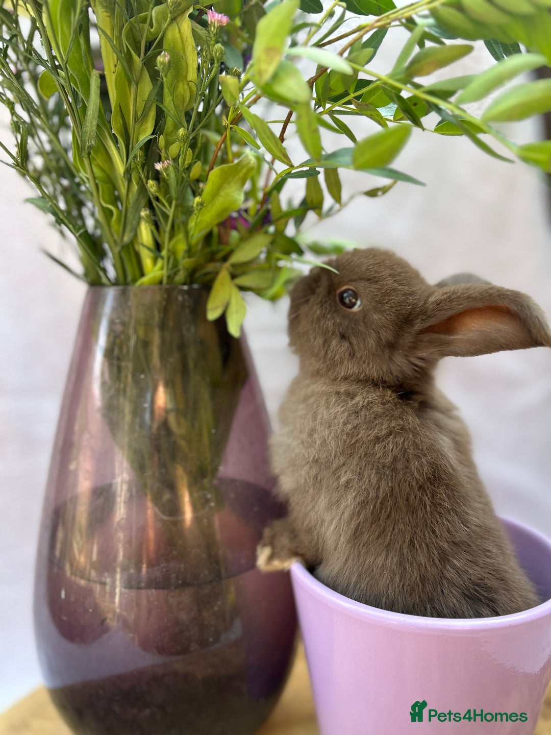 Mini Lop rabbits for sale: Gorgeous Pure Breed Mini Lop - Image 3