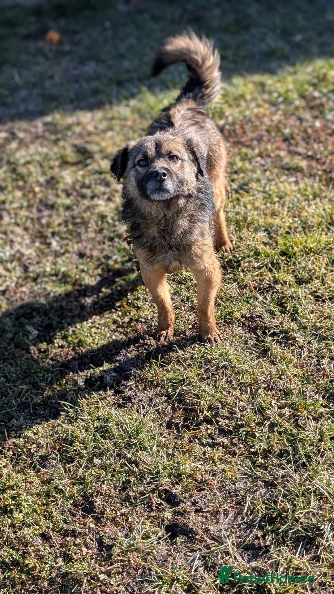 Mixed Breed dogs for adoption: Etta for adoption - Advert 9