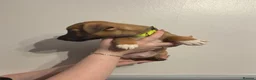 Jack Russell dogs for sale: Much wenlock boys in Worcester - Advert 11
