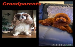 Cavapoo dogs for sale: 5⭐️⭐️⭐️⭐️⭐️F1b Curly Teddy Cavapoo’s DNA/heart  - Image 26